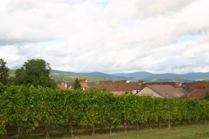 Les vignes